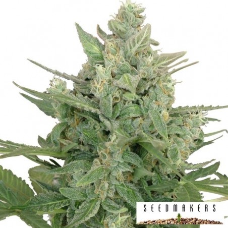 Low Dwarf de Seedmakers semilla automática - Grow Barato