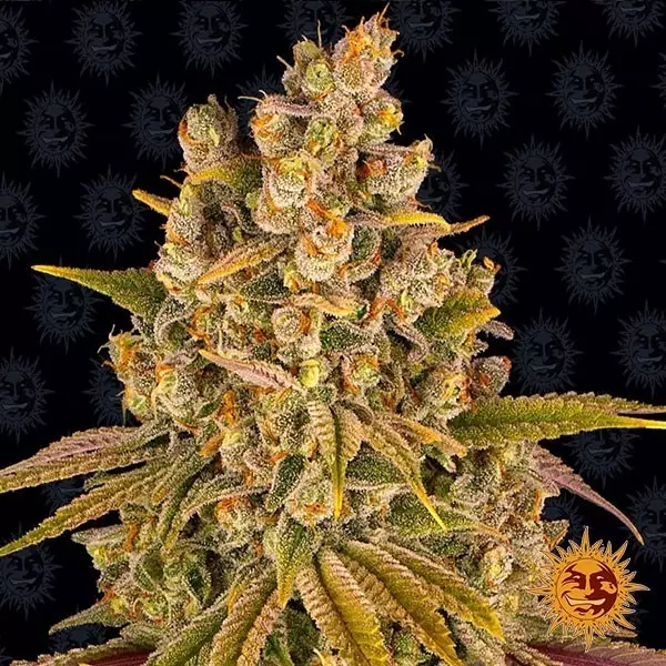 View Lemon Tree Marijuana Plant