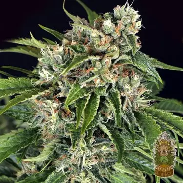 Comprar Sir Jack Auto Pure CBD Exotic Seed - GB
