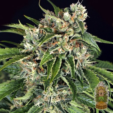 Comprar Sir Jack Auto Pure CBD Exotic Seed - GB