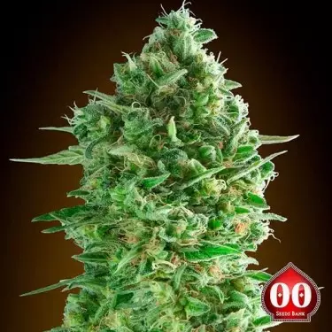 Do-Si-Dos Cookies 00 Seeds - Grow Barato