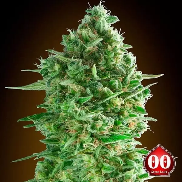 View Do-Si-Dos Cookies 00 Seeds - Grow Barato