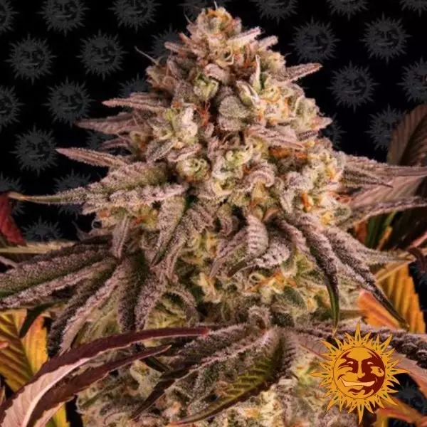 View Blue Sunset Sherbert