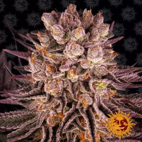 View Mimosa x Orange Punch