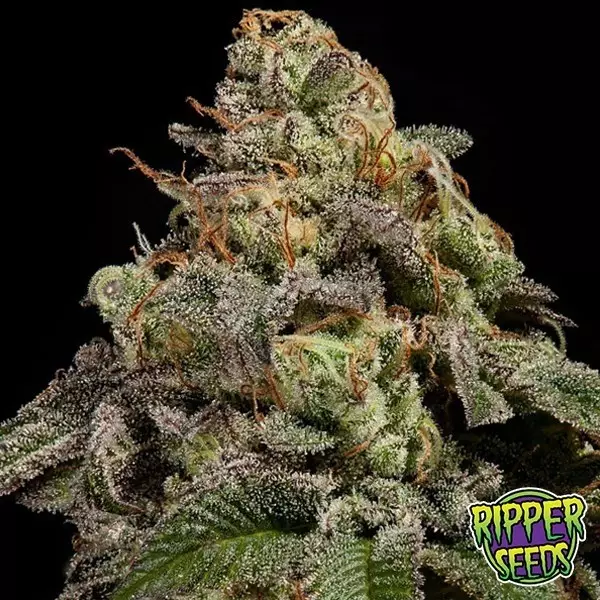 View Planta de maconha OMG