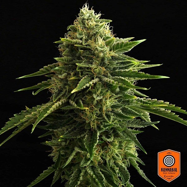 Plante de marijuana Zkit Kandy Dream Edition
