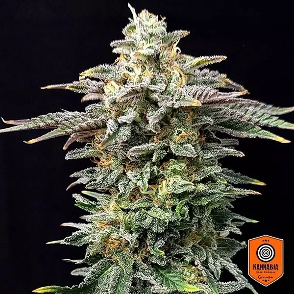 View Comprar Cherry Dream Edition Kannabia Seed - Grow Barato
