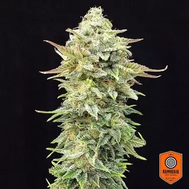 Comprar Pineapple Dream Edition Kannabia Seed - GB