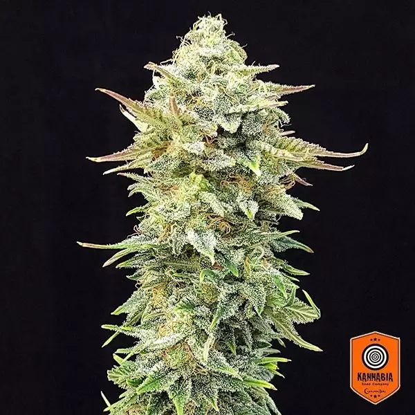 View Comprar Abacaxi Edição de Sonho Kannabia Seed - GB