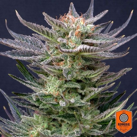 Comprar Purple Dream Auto Edition de Kannabia Seed - GB