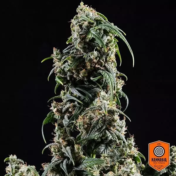 View Comprar CBDV Auto de Kannabia Seed Company - GB