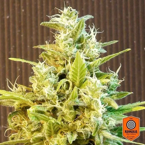 View Comprar CBG Auto da Kannabia Seed Company - GB The Green Brand