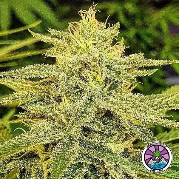 Compre Lord Kush de Delicious Seeds - GB