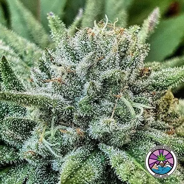 Lord Kush Compre Lord Kush de Delicious Seeds - GB