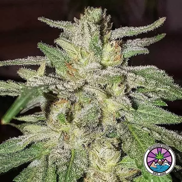 Compre Lord Kush de Delicious Seeds - GB