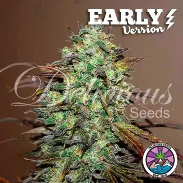Eleven Roses Early Version de Delicious Seeds - GB