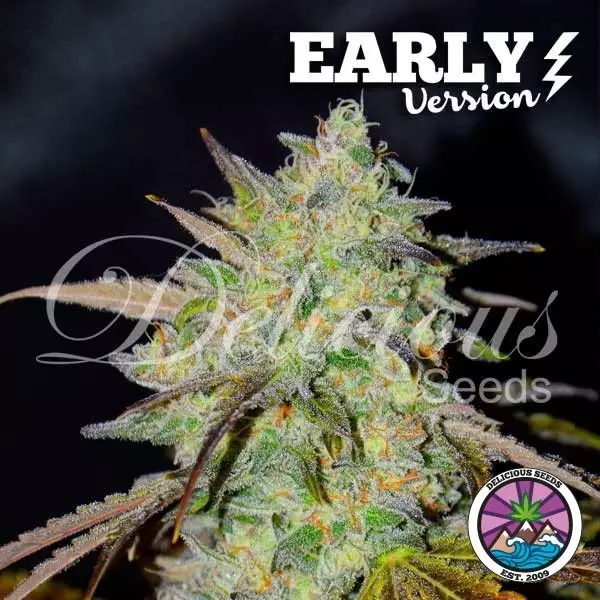 View Marmalate Early Version Delicious Seeds - Grow Barato