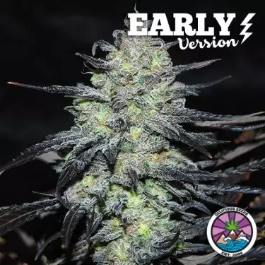 Comprar Golosa Early Version de Delicious Seeds - GB