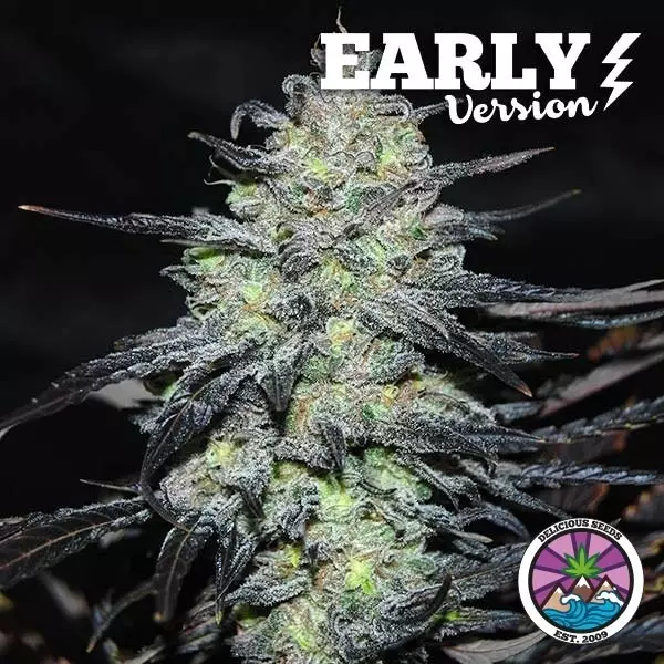 View Comprar Golosa Early Version de Delicious Seeds - GB