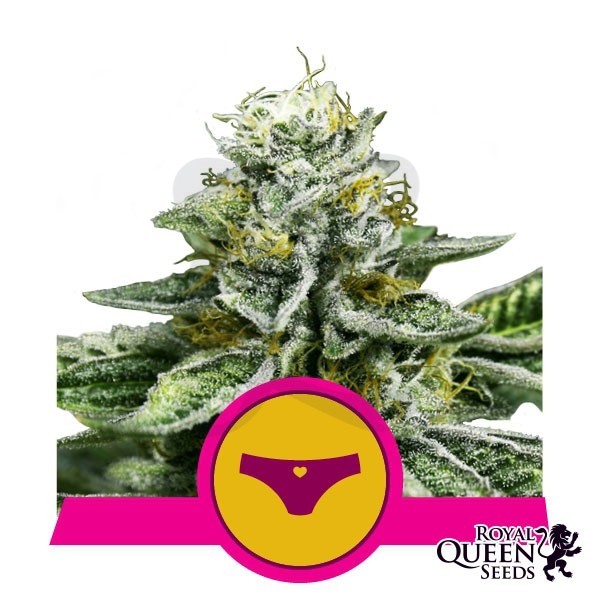 Plante de cannabis Sherbet Queen