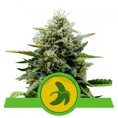 Plante de cannabis Fat Banana Automatic