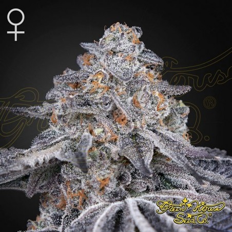 Comprar Velvet Moon Green House Seeds - GB