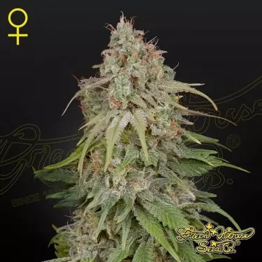 Comprar GH Amnesia de Green House Seeds - Growbarato