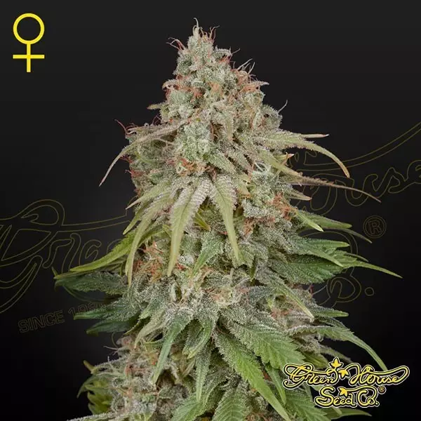 View Comprar GH Amnesia de Green House Seeds - Growbarato