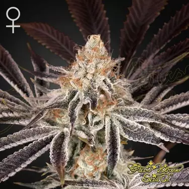 Comprar Dark Phoenix de Green House Seeds - Growbarato