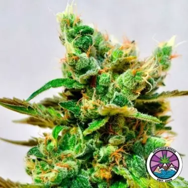 Honeybells CBD por Delicious Seeds - GB A marca verde