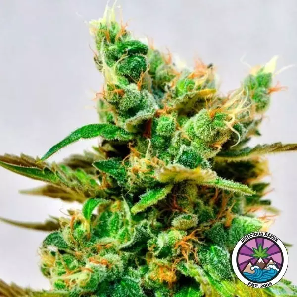 View Honeybells CBD por Delicious Seeds - GB A marca verde