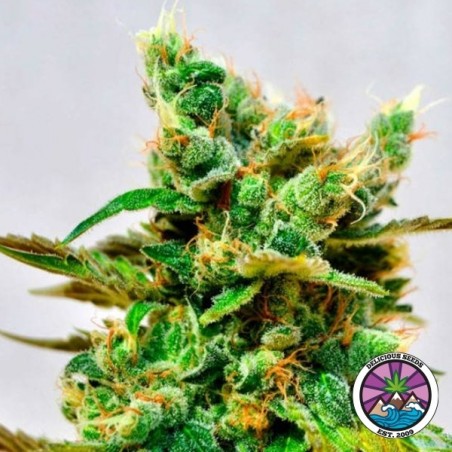 Honeybells CBD de Delicious Seeds - GB The Green Brand