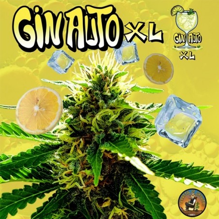 Gin Auto XL de Terreta of Growers - GB The Green Brand