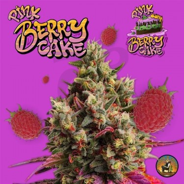 Plante de cannabis Pink Berry Cake