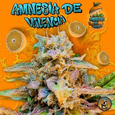 Amnesia de Valencia  Terreta of Growers - GB The Green Brand