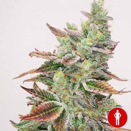 Comprar Banana Purp Medical Seeds - GB