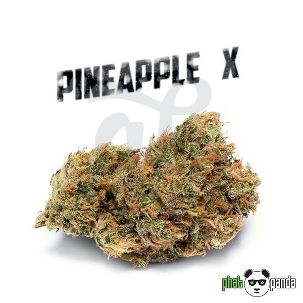 Pineapple X