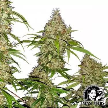 Banana Kush Bolo Feminizado Sensi Sementes - GB The Green Brand