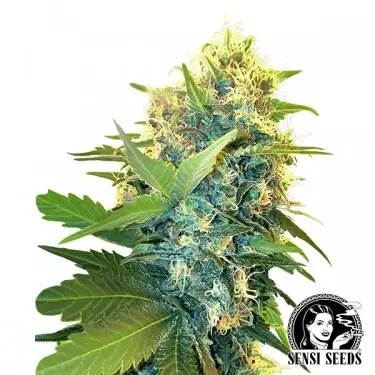 Double Kush Cake Feminized is sedative - GB