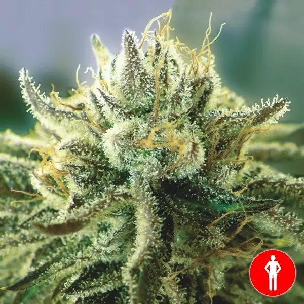 View Canadian Kush 2.0