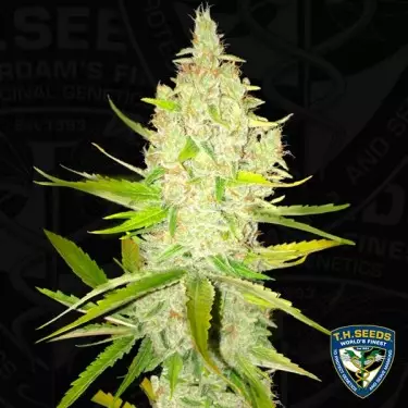 Chicle AKA Bubbledawg por T.H. Seeds - GB A Marca Verde