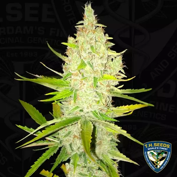 View Chicle AKA Bubbledawg de T.H. Seeds - GB The Green Brand