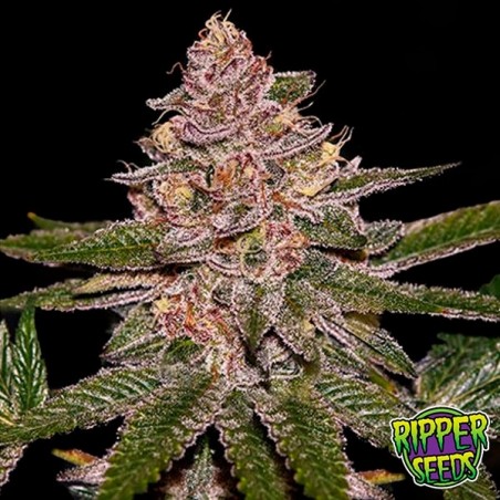 Radical Juice Ripper Seeds