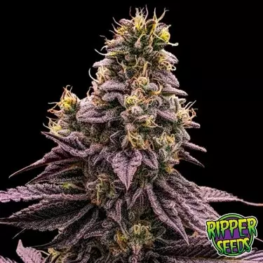 Semillas Zombie Bride de Ripper Seeds - GB The Green Brand
