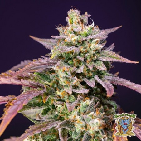 Purple Punch OG XL Autofloreciente - GB The Green Brand