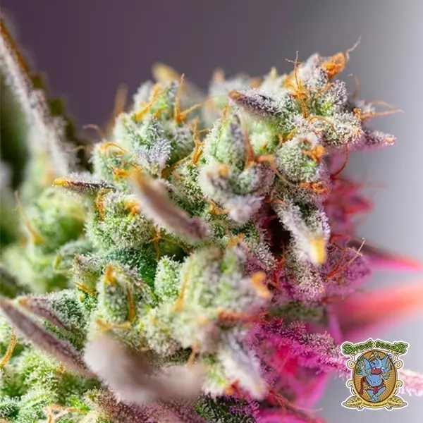 View Sweet Mimosa XL Auto Sementes - GB A Marca Verde