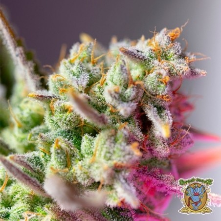 Semillas Sweet Mimosa XL Auto - GB The Green Brand