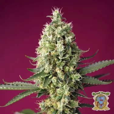 Skywalker OG Runtz XL Auto - GB The Green Brand