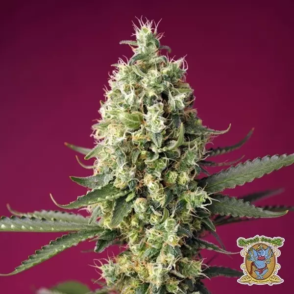 View Semillas Skywalker OG Runtz XL Auto - GB The Green Brand