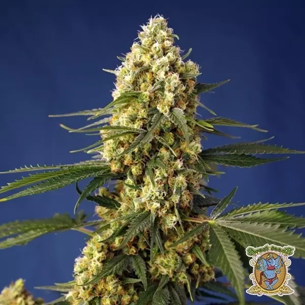 View Strawberry Banana Gelato XL Auto - GB The Green Brand